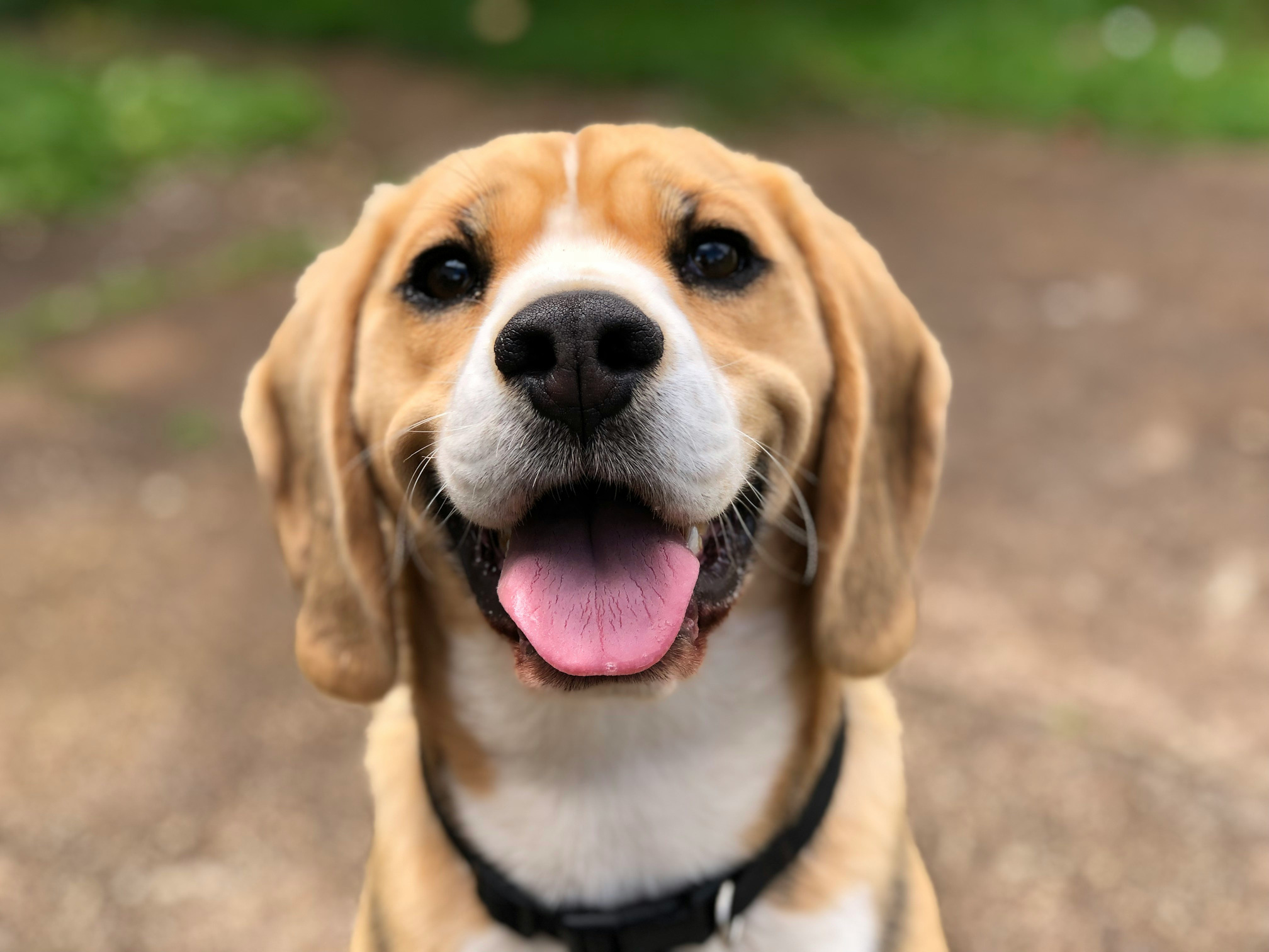 Adopt an animal